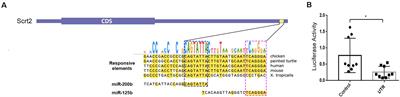 Scratch2, a Snail Superfamily Member, Is Regulated by miR-125b